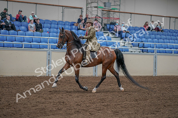 2020 - AB Morgan Horse - Fri, Sept 04 - 11169