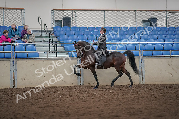 2019 Morgan Horse Show - Aug 30, 2019 - 27943