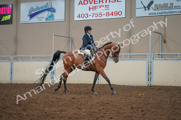 2019 Morgan Horse Show - Aug 30, 2019 - 22484