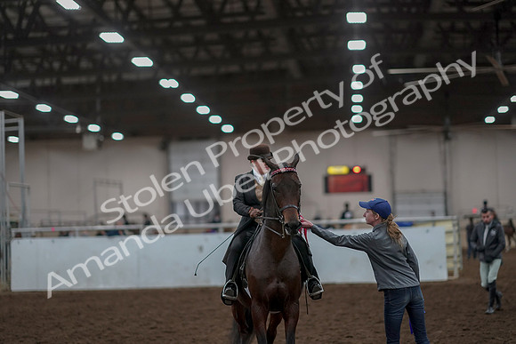 2019 Morgan Horse Show - Aug 30, 2019 - 28271