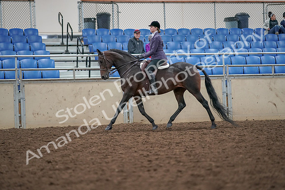 2019 Morgan Horse Show - Aug 30, 2019 - 20143