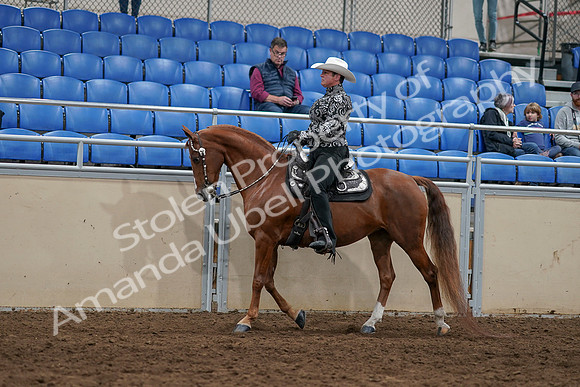 2020 - AB Morgan Horse - Sun, Sept 06 - 07506