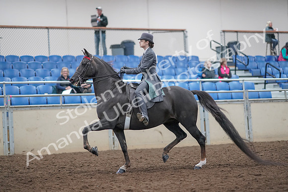 2019 Morgan Horse Show - Aug 31, 2019 - 09271