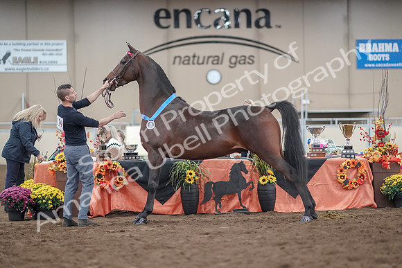 2019 Morgan Horse Show - Aug 31, 2019 - 01413