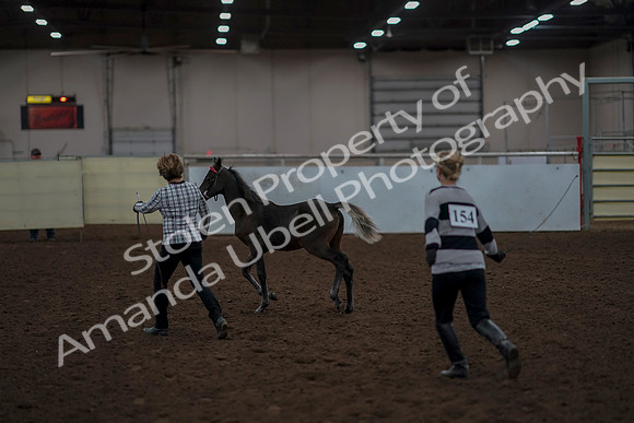 2019 Morgan Horse Show - Aug 31, 2019 - 00060