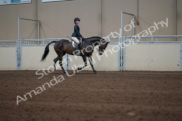 2019 Morgan Horse Show - Sept 01, 2019 - 03848