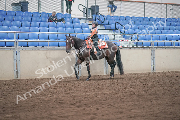 2019 Morgan Horse Show - Sept 01, 2019 - 05723