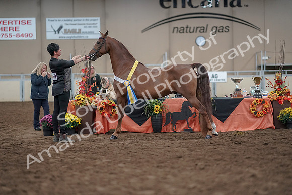 2019 Morgan Horse Show - Aug 31, 2019 - 03854
