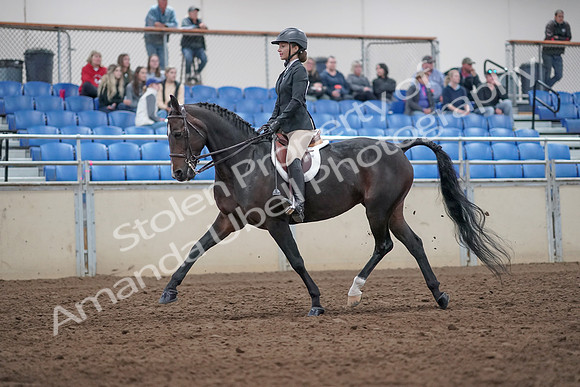 2019 Morgan Horse Show - Aug 31, 2019 - 20525