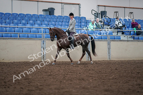 2019 Morgan Horse Show - Aug 30, 2019 - 18324