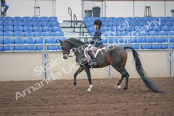 2019 Morgan Horse Show - Sept 01, 2019 - 05487
