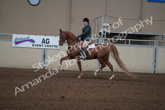 2019 Morgan Horse Show - Sept 01, 2019 - 12227