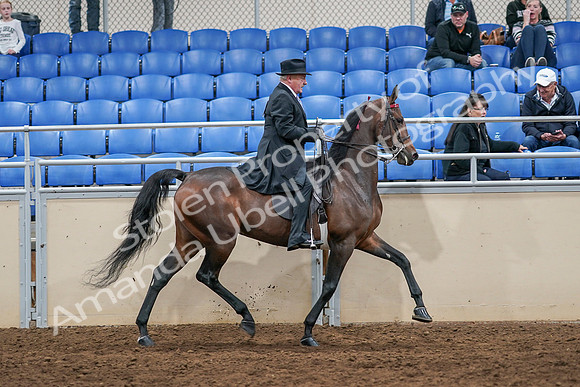 2020 - AB Morgan Horse - Sat, Sept 05 - 08172