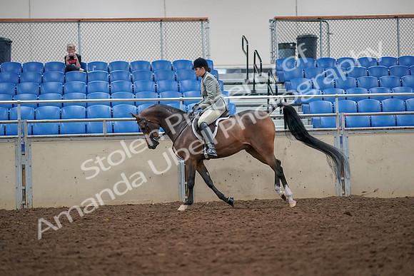 2019 Morgan Horse Show - Aug 30, 2019 - 17382