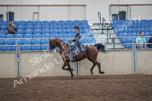2019 Morgan Horse Show - Aug 31, 2019 - 08771