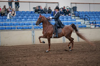 2019 Morgan Horse Show - Aug 31, 2019 - 20357