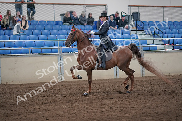 2019 Morgan Horse Show - Aug 31, 2019 - 20357