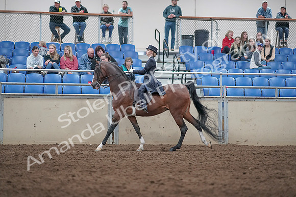 2019 Morgan Horse Show - Aug 31, 2019 - 20591