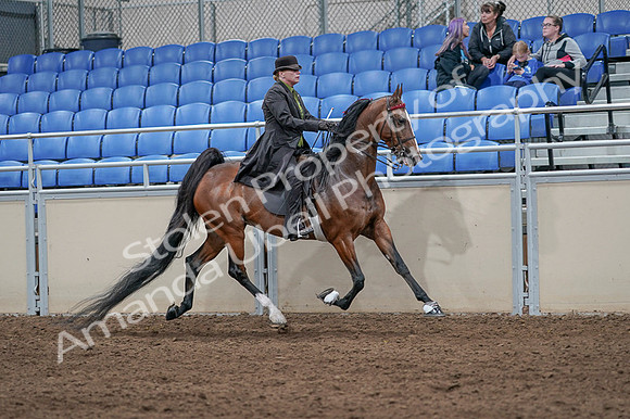 2020 - AB Morgan Horse - Fri, Sept 04 - 09810