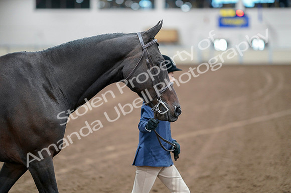 2020 - AB Morgan Horse - Fri, Sept 04 - 00779