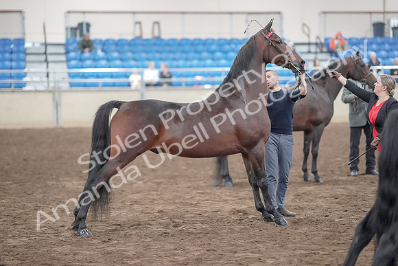 2019 Morgan Horse Show - Aug 31, 2019 - 03730