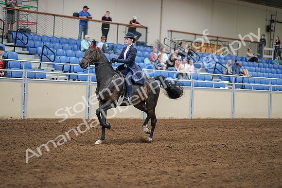 2020 - AB Morgan Horse - Sat, Sept 05 - 06265