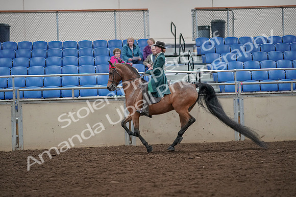 2019 Morgan Horse Show - Aug 30, 2019 - 28050