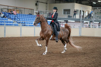 2020 - AB Morgan Horse - Fri, Sept 04 - 09508