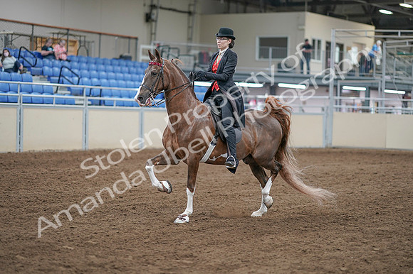 2020 - AB Morgan Horse - Fri, Sept 04 - 09508
