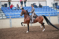 2019 Morgan Horse Show - Aug 31, 2019 - 21961
