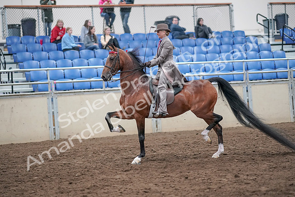 2019 Morgan Horse Show - Aug 31, 2019 - 21961