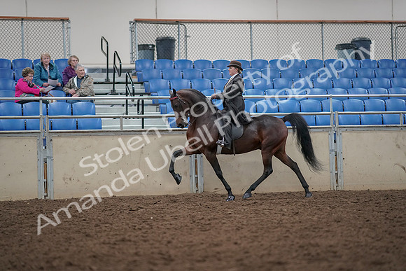 2019 Morgan Horse Show - Aug 30, 2019 - 27944