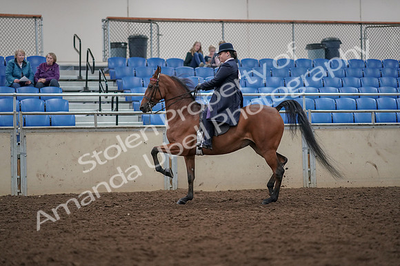 2019 Morgan Horse Show - Aug 30, 2019 - 28365