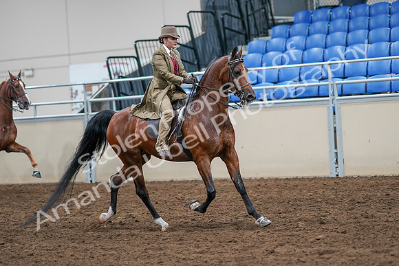 2020 - AB Morgan Horse - Sat, Sept 05 - 08240