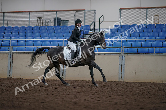 2019 Morgan Horse Show - Aug 31, 2019 - 16752