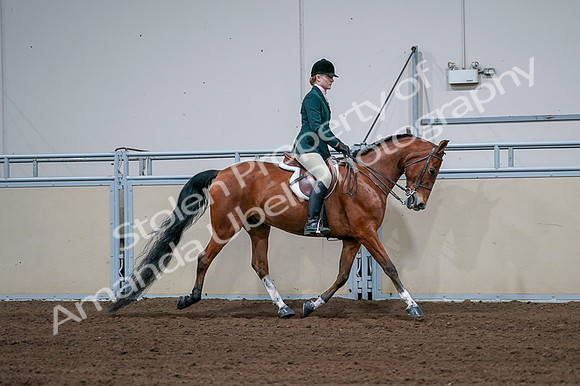 2020 - AB Morgan Horse - Fri, Sept 04 - 01870