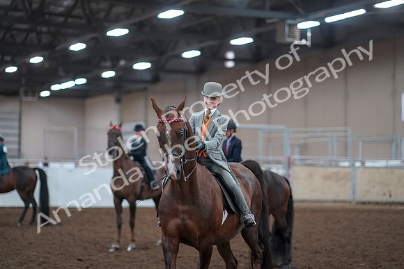 2019 Morgan Horse Show - Aug 30, 2019 - 18193