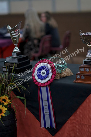 2019 Morgan Horse Show - Sept 01, 2019 - 00004