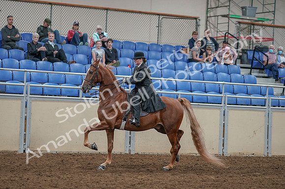 2020 - AB Morgan Horse - Fri, Sept 04 - 11262