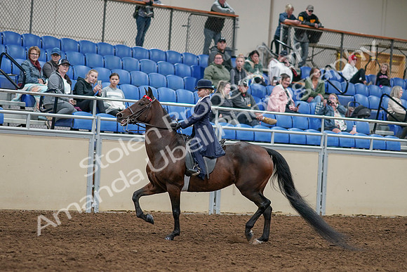 2020 - AB Morgan Horse - Sun, Sept 06 - 07921