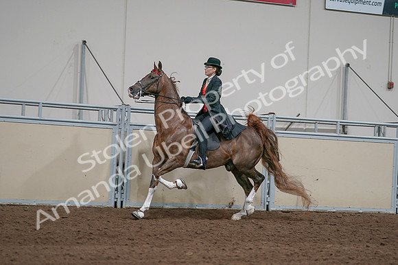 2020 - AB Morgan Horse - Fri, Sept 04 - 09740