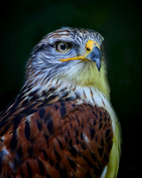 Birds - 007