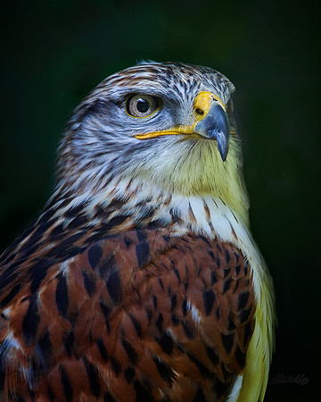 Birds - 007