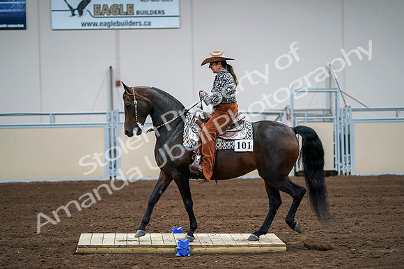 2020 - AB Morgan Horse - Fri, Sept 04 - 00072