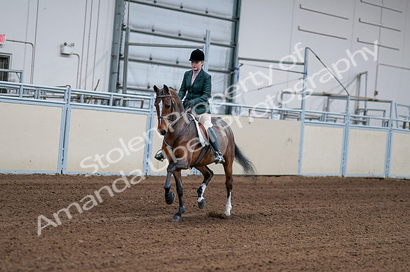 2020 - AB Morgan Horse - Fri, Sept 04 - 01676