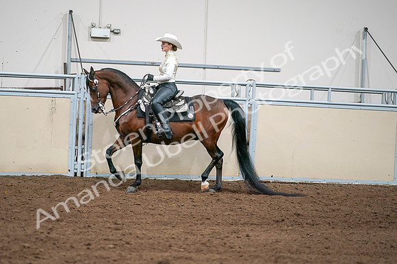 2020 - AB Morgan Horse - Fri, Sept 04 - 08363