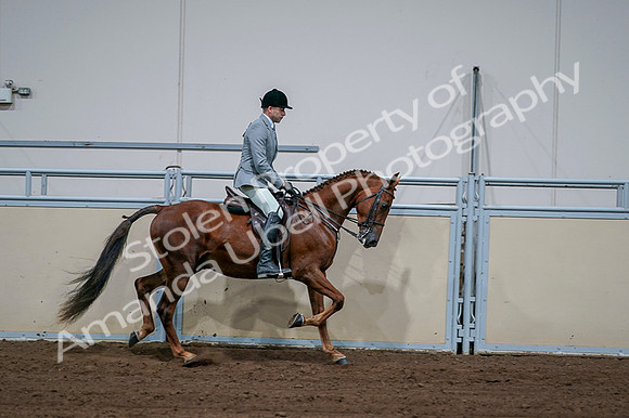 2020 - AB Morgan Horse - Fri, Sept 04 - 01802