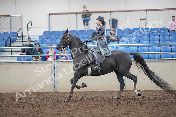 2019 Morgan Horse Show - Aug 31, 2019 - 09390