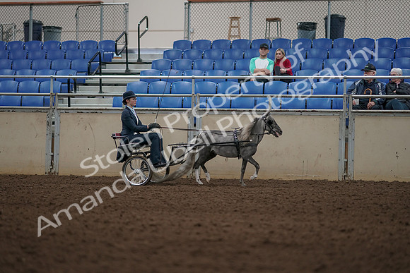 2019 Morgan Horse Show - Aug 31, 2019 - 04408