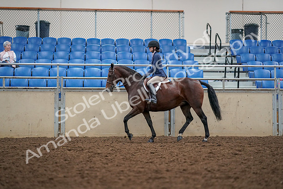 2019 Morgan Horse Show - Aug 30, 2019 - 23392
